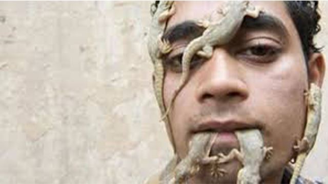  walaupun dah tercabut, tapi ekor cicak masih boleh tumbuh sampaikan 6 cabang