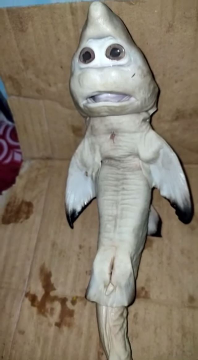 fisherman finds baby shark with human face!