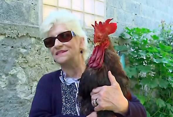 ayam jantan kena saman sebab berkokok terlalu kuat