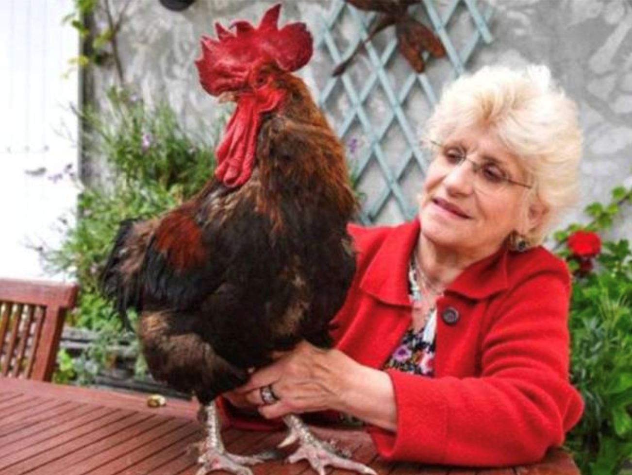 ayam jantan kena saman sebab berkokok terlalu kuat