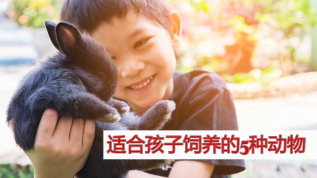 aff-pet-640x360.jpg