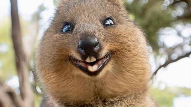 quokka_1.jpg