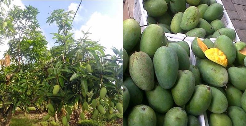 explore sabak bernam in a day!