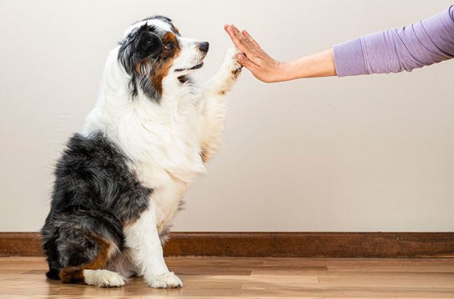 here’s how pets can improve your mental health while you wfh