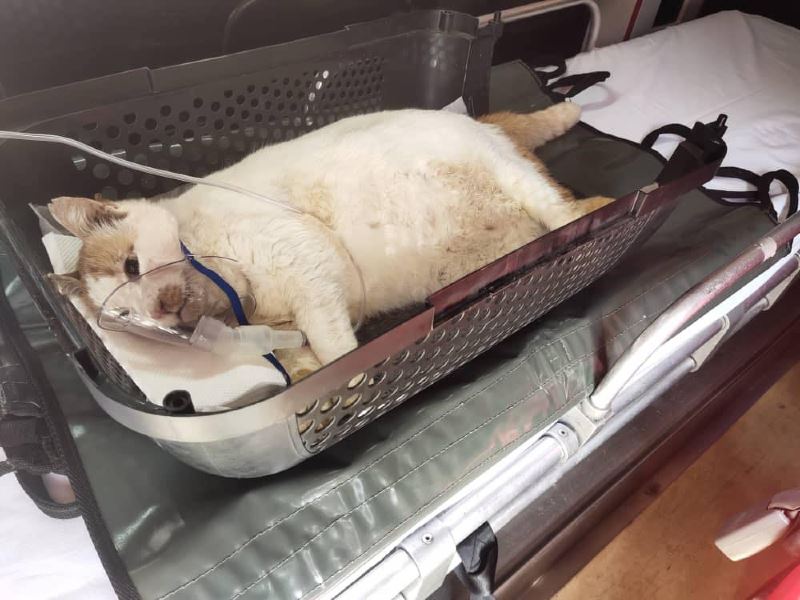 there is a pet ambulance for your fur babies in malaysia!