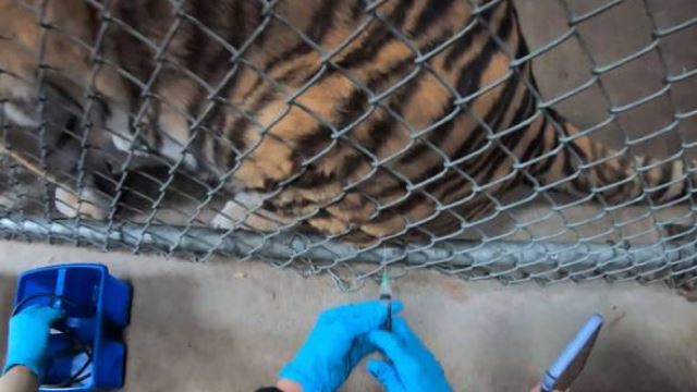 harimau antara haiwan pertama yang disuntik vaksin covid-19 di zoo oakland