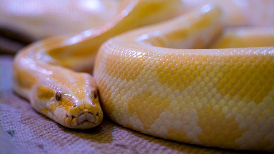 gara-gara ular sawa terlepas, pengunjung cemas apabila pusat beli-belah diarah tutup sepenuhnya