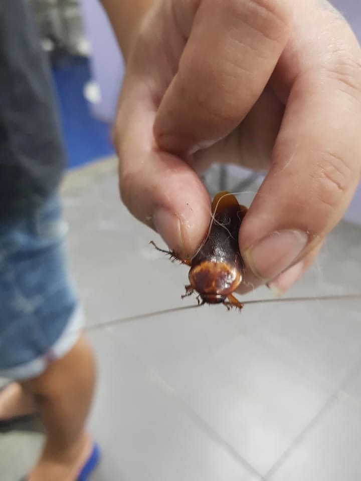 thai vet uses extraordinary measures to save cockroach that was stepped on