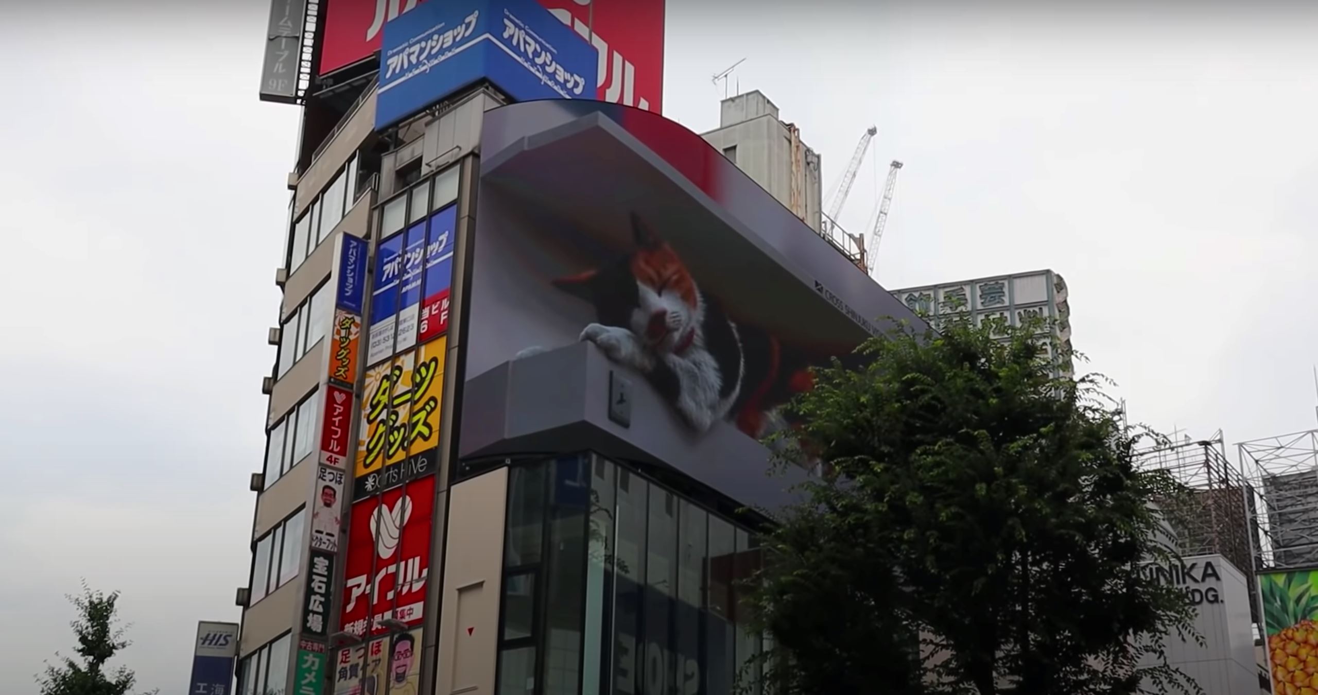 kucing gergasi 'tawan' bandaraya tokyo