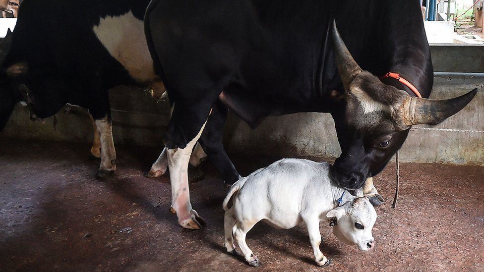  rani might just be the world’s smallest and cutest cow in the world ! 