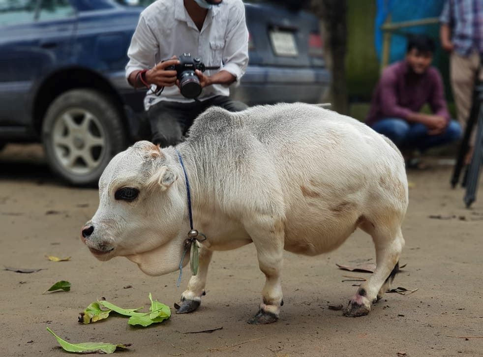  rani might just be the world’s smallest and cutest cow in the world ! 