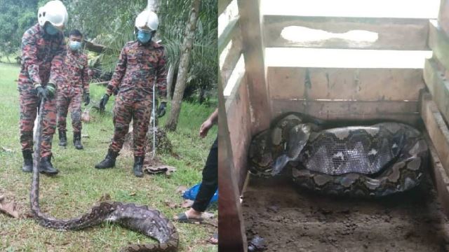 ular sawa terlalu kenyang sehingga tidak boleh bergerak selepas baham anak kambing