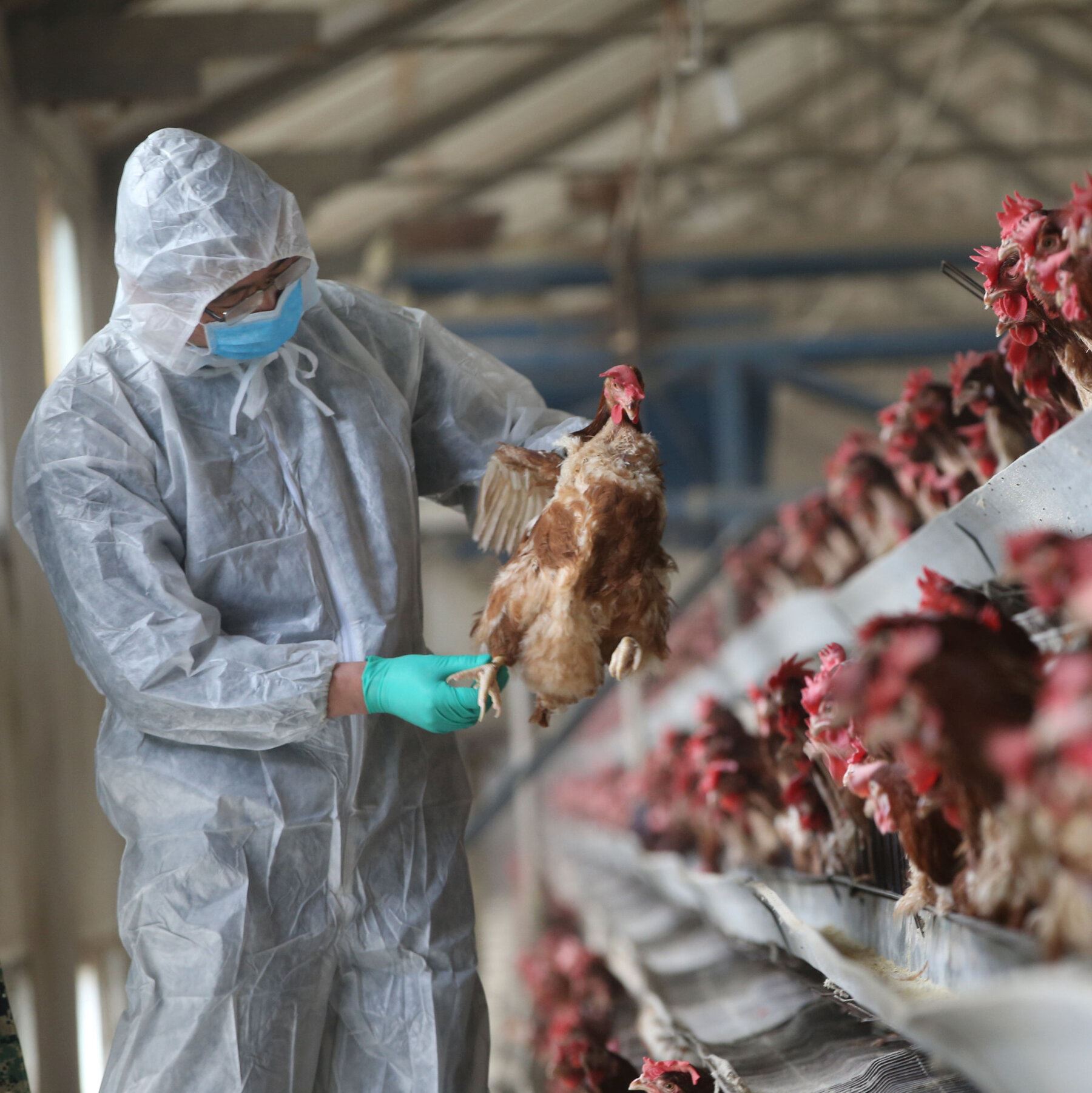 lepas covid-19, china mula kesan jangkitan h5n6 pula