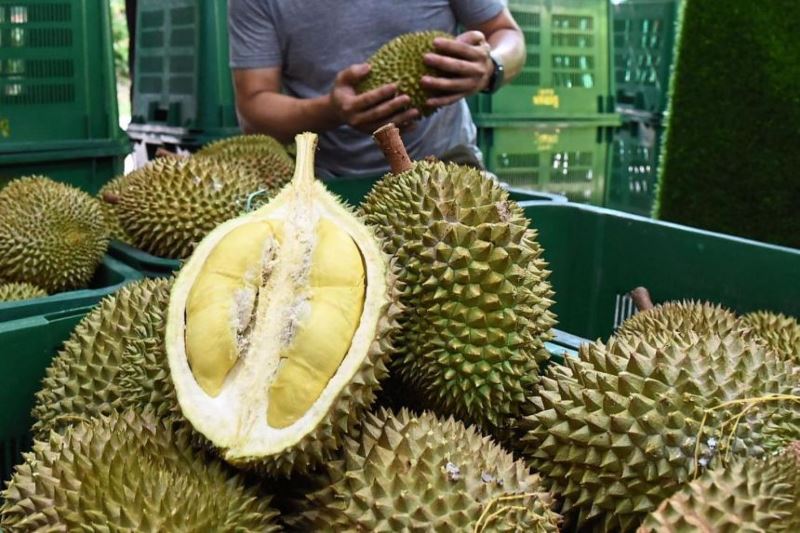 it’s durian season! here are the types of durian you can find in malaysia