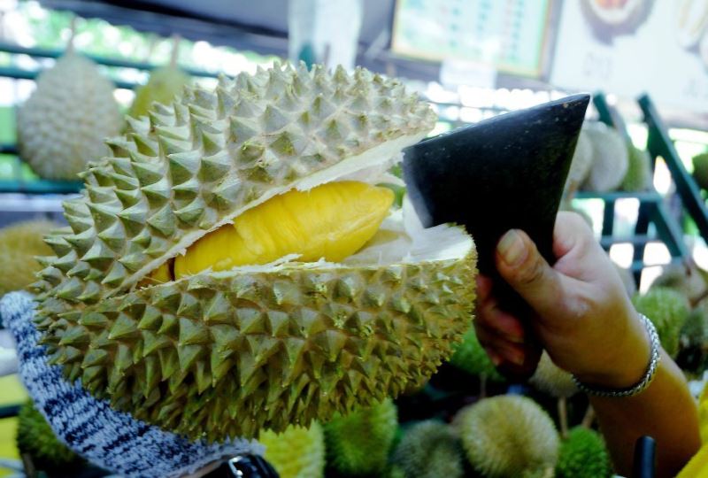 it’s durian season! here are the types of durian you can find in malaysia