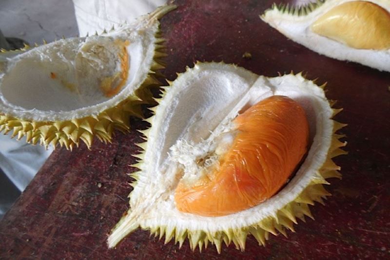 it’s durian season! here are the types of durian you can find in malaysia