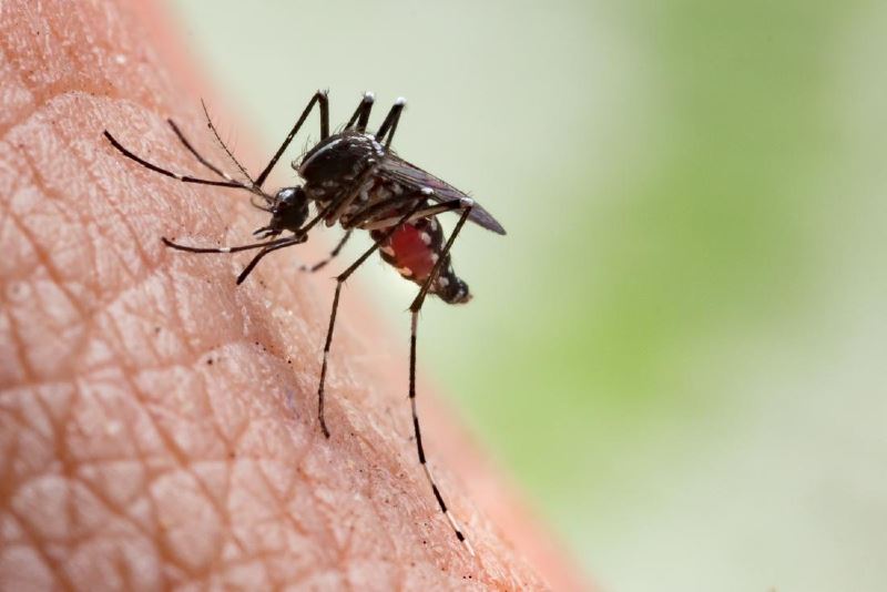here’s why mosquitoes bite some people more than others