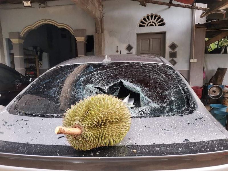 man receives help from minister after rm500 durian fell onto his car and broke the rear window