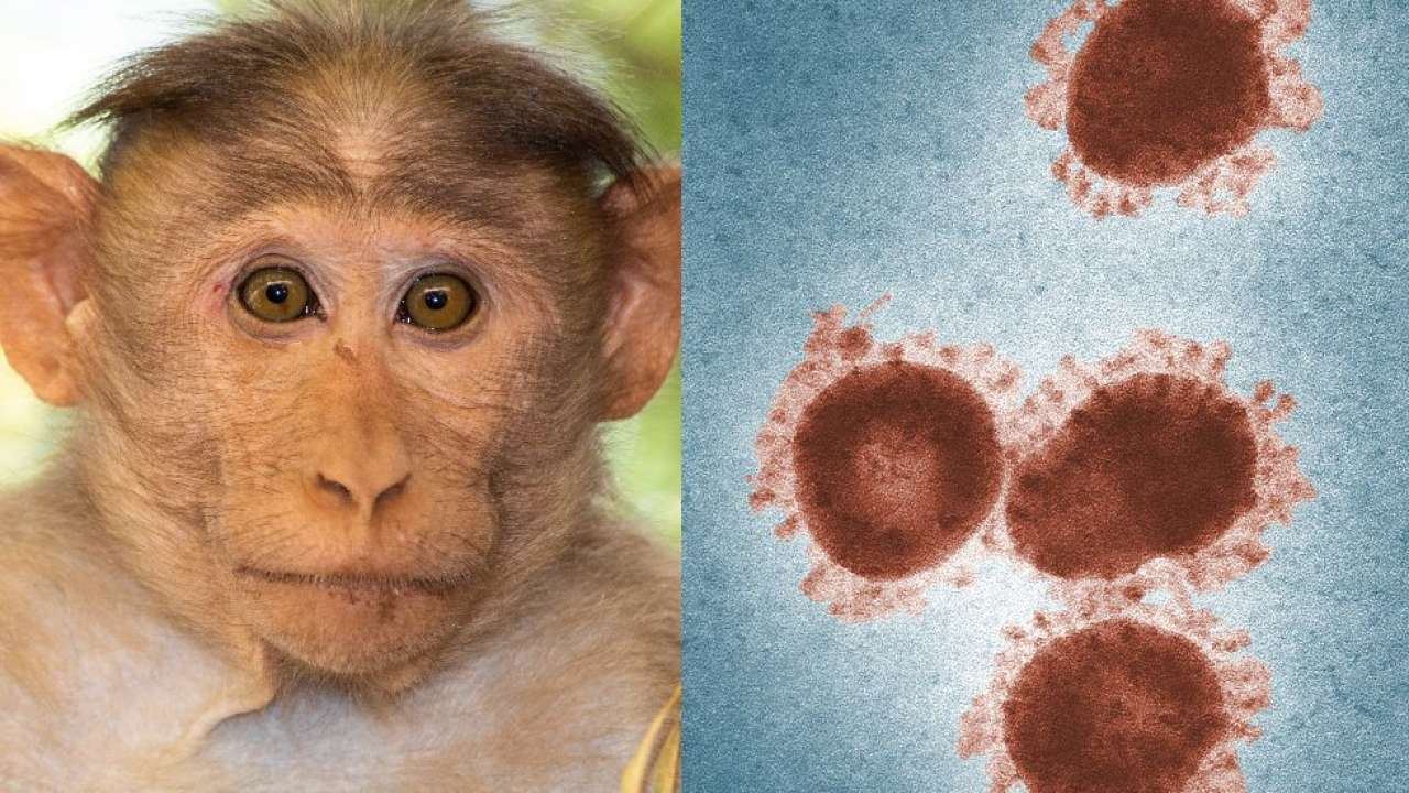 virus monkey b sebabkan kematian pertama manusia, ini yang anda perlu tahu
