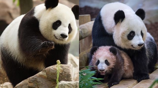 perancis bakal sambut anak panda kedua selepas huan huan, panda dipinjamkan china bunting lagi