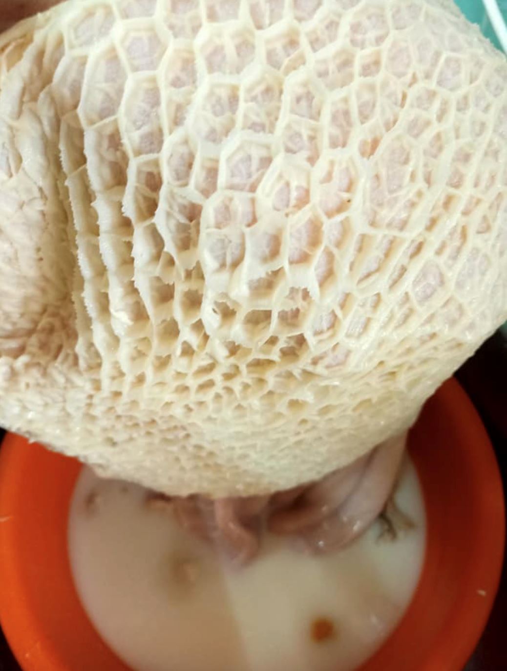 petua cuci perut lembu atau babat dengan betul sehingga putih gunakan cuka atau kapur