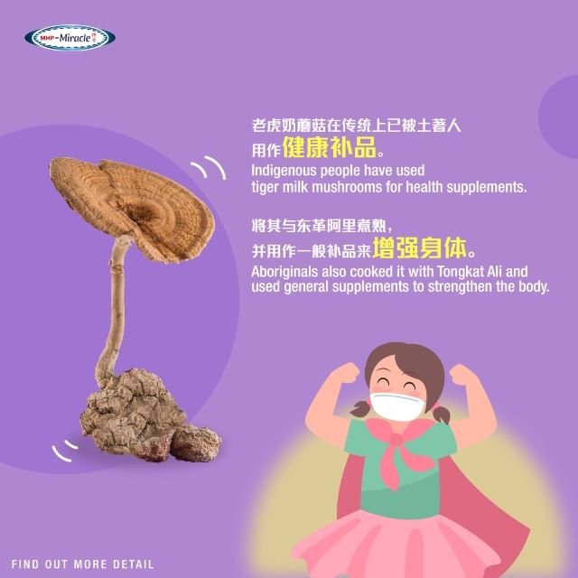 神奇虎乳芝是马来西亚原住民珍贵的补品,已有400多年历史!它的4大功能,你不可不知道!