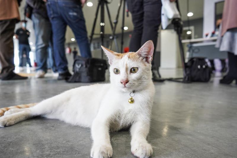 adorable cat takes over prasarana’s press conference!