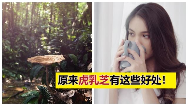 神奇虎乳芝是马来西亚原住民珍贵的补品,已有400多年历史!它的4大功能,你不可不知道!