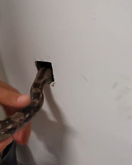 [video] halau berpuluh ekor tikus dalam rumah guna cara ‘semulajadi’ ini