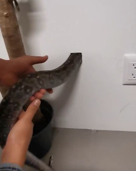 [video] halau berpuluh ekor tikus dalam rumah guna cara ‘semulajadi’ ini