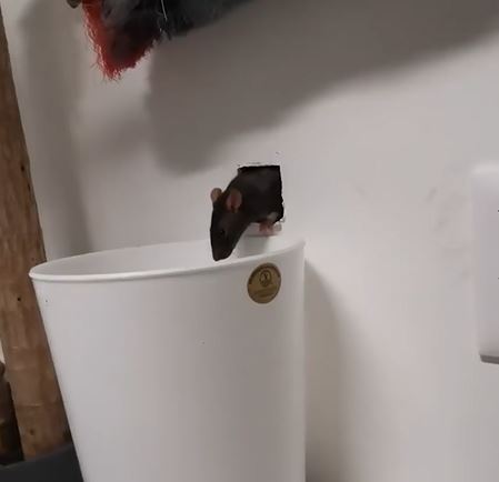 [video] halau berpuluh ekor tikus dalam rumah guna cara ‘semulajadi’ ini