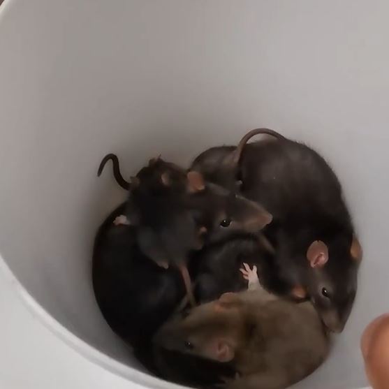 [video] halau berpuluh ekor tikus dalam rumah guna cara ‘semulajadi’ ini