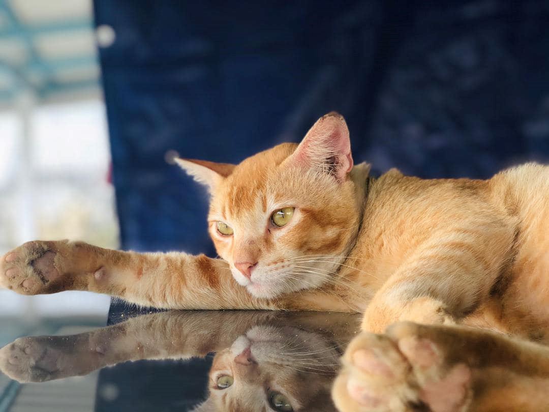 kisah oyen berebut awek buat netizen terhibur, ‘‘bunga bukan sekuntum yen!’’