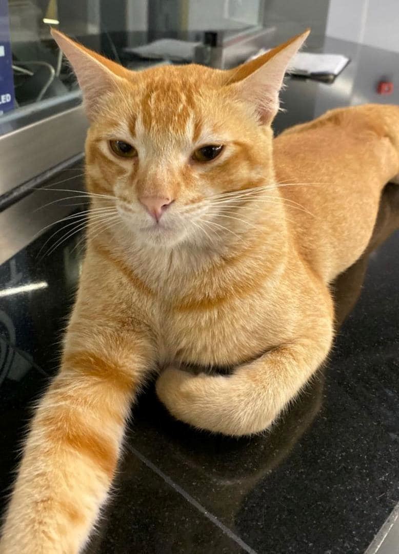 kisah oyen berebut awek buat netizen terhibur, ‘‘bunga bukan sekuntum yen!’’