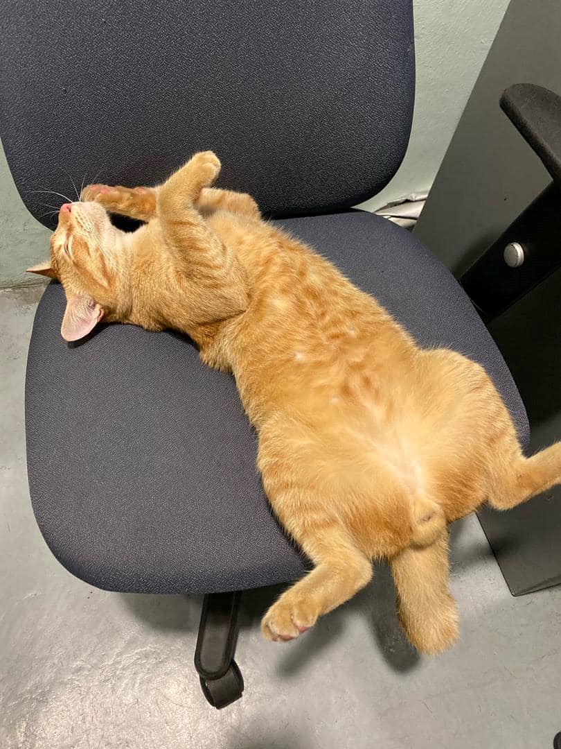 kisah oyen berebut awek buat netizen terhibur, ‘‘bunga bukan sekuntum yen!’’