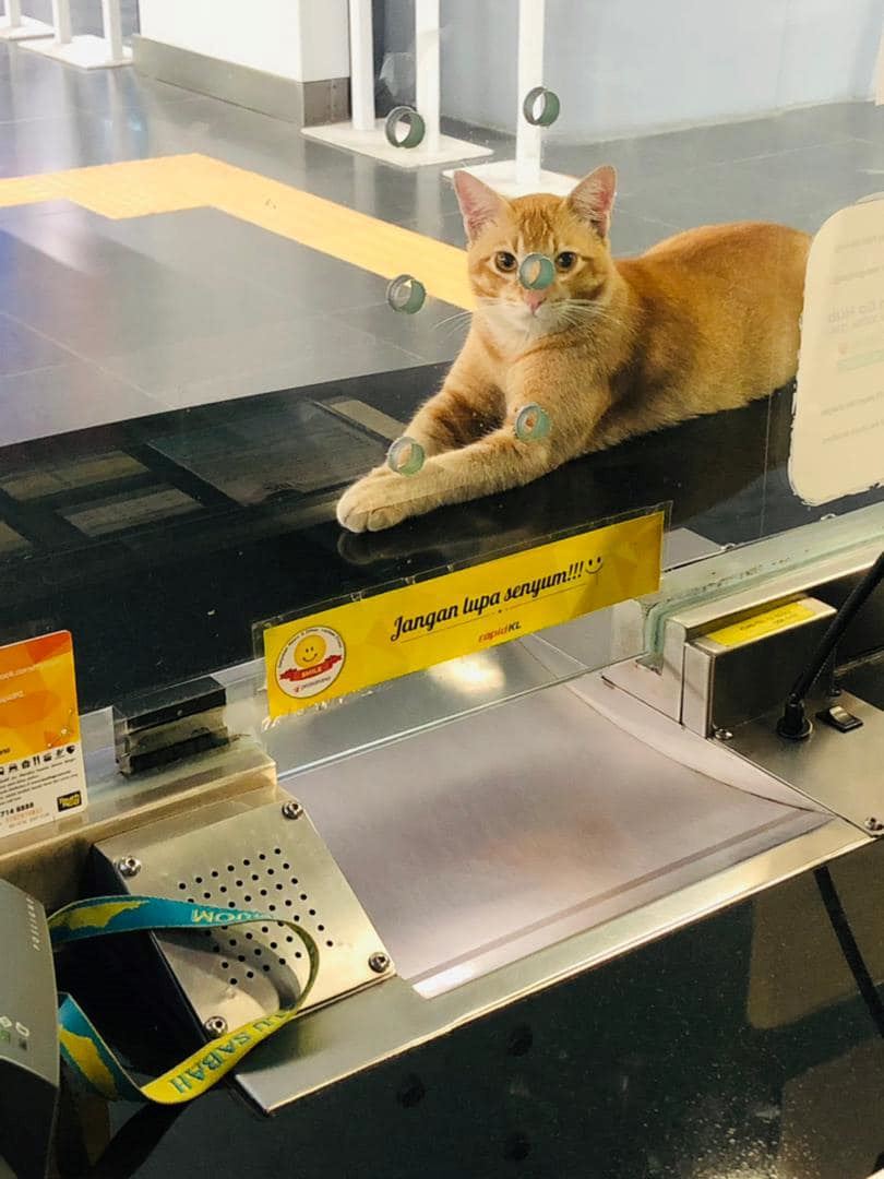 kisah oyen berebut awek buat netizen terhibur, ‘‘bunga bukan sekuntum yen!’’