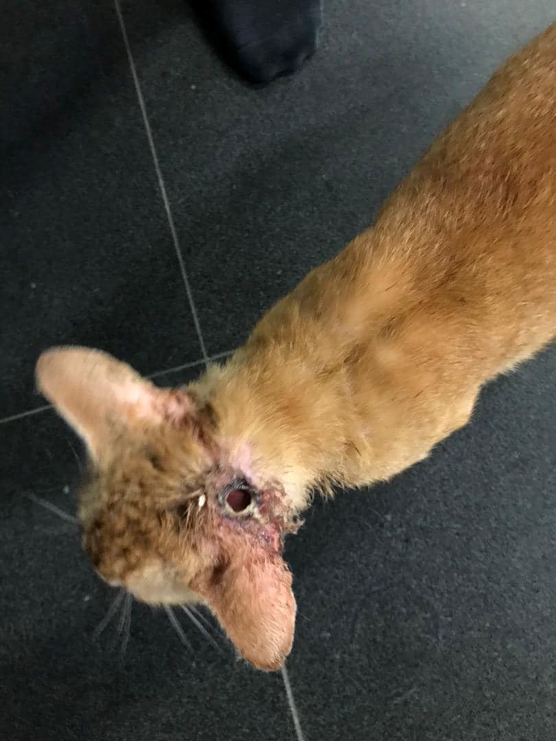 kisah oyen berebut awek buat netizen terhibur, ‘‘bunga bukan sekuntum yen!’’