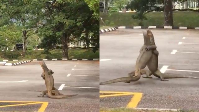 [video] tempat letak kereta jadi medan perang? netizen terhibur biawak disangka ‘berpelukan’ rupanya sedang berlawan