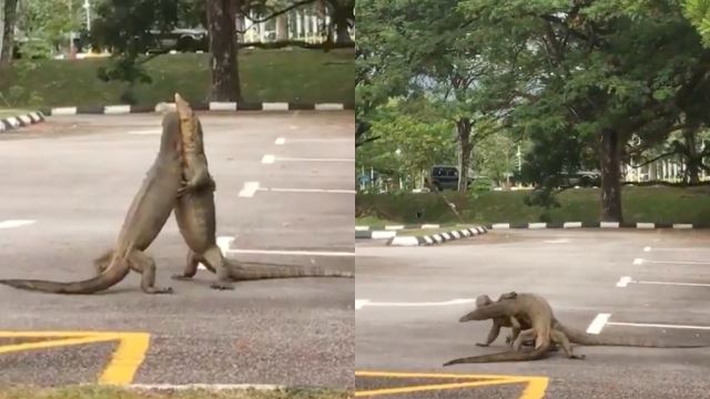 [video] tempat letak kereta jadi medan perang? netizen terhibur biawak disangka ‘berpelukan’ rupanya sedang berlawan