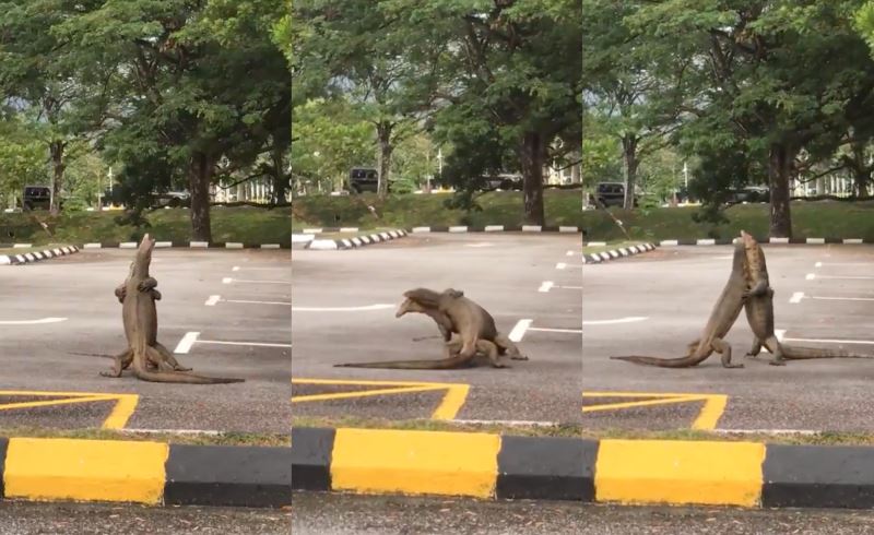 is that godzilla? no, it’s just two monitor lizards wrestling at a parking lot!