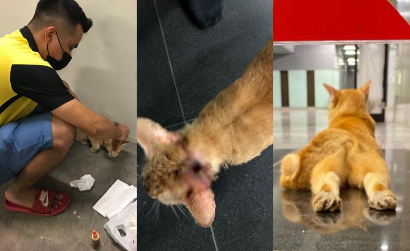 injured oyen receives help from netizen after its story fighting over a female cat went viral