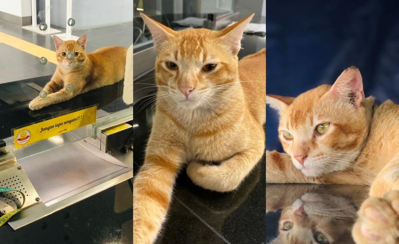 injured oyen receives help from netizen after its story fighting over a female cat went viral