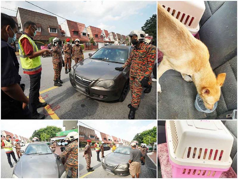 authorities help doggos trapped in a car for almost 6 hours in subang
