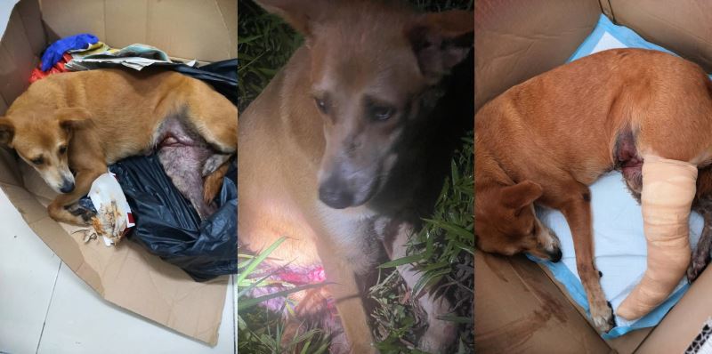 uncle kentang, pdrm officers go above and beyond to help stray doggo, johnny