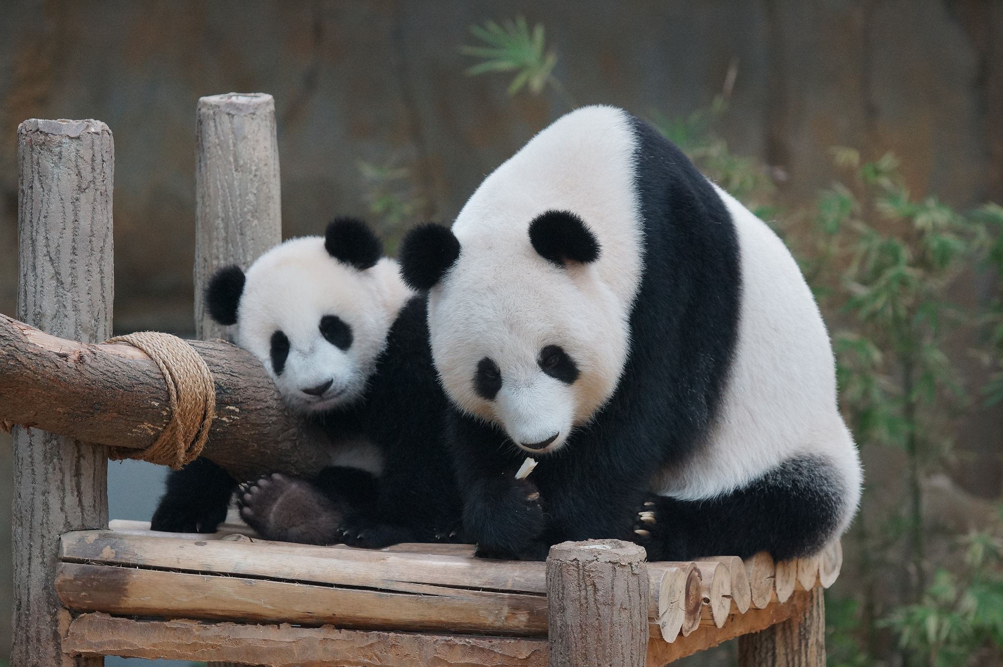 malaysia’s giant panda gives birth to her third cub at zoo negara