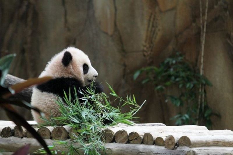 zoo negara’s giant panda, liang liang has given birth to another panda cub!