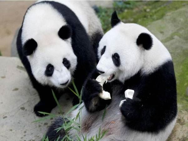comel! panda gergasi liang liang lahir anak ketiga di zoo negara