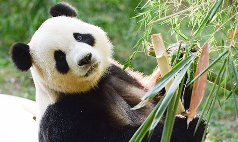 comel! panda gergasi liang liang lahir anak ketiga di zoo negara