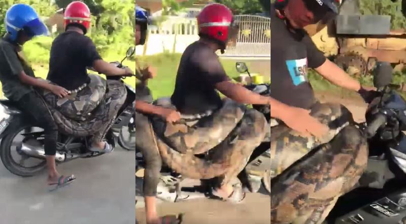 man in kelantan goes jalan-jalan with a python wrapped around his waist