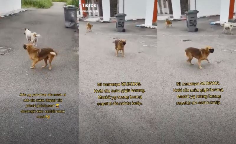 this adorable doggo wearing a face mask definitely stole our hearts!